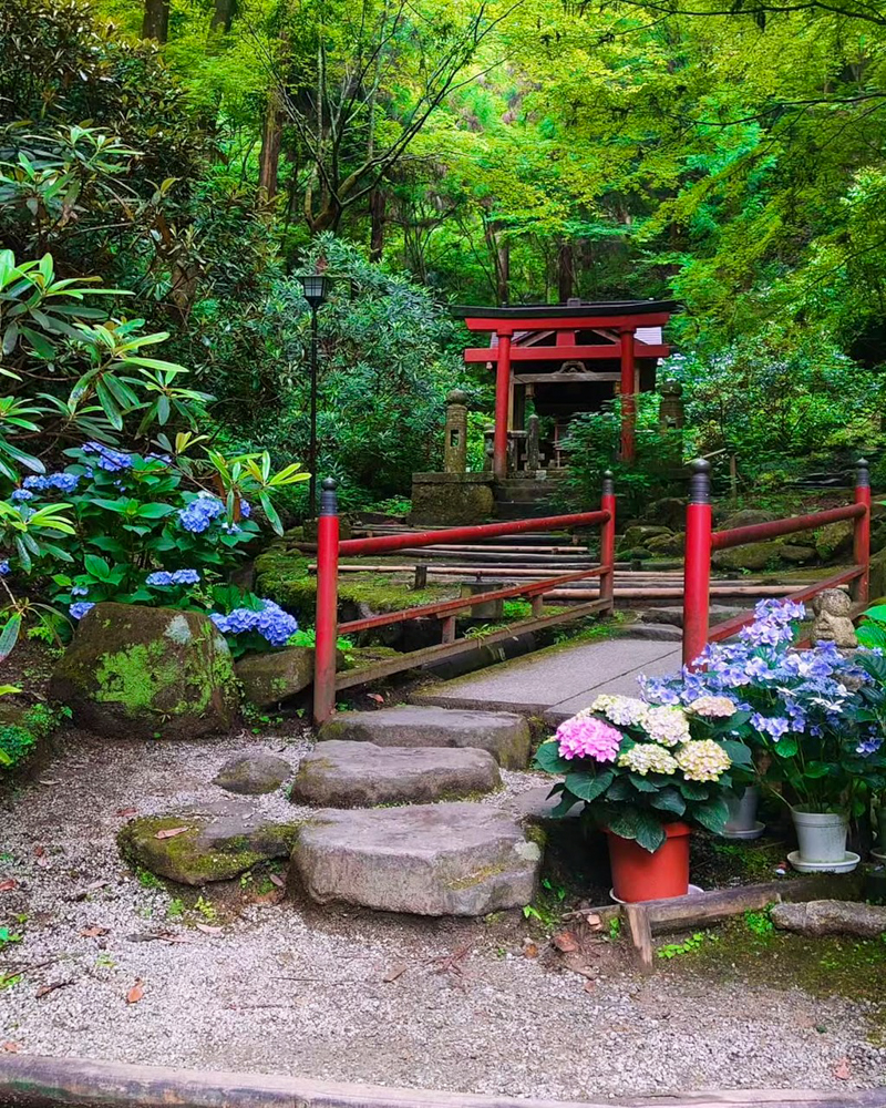 岡寺、あじさい、６月夏の花、奈良県高市郡の観光・撮影スポットの名所