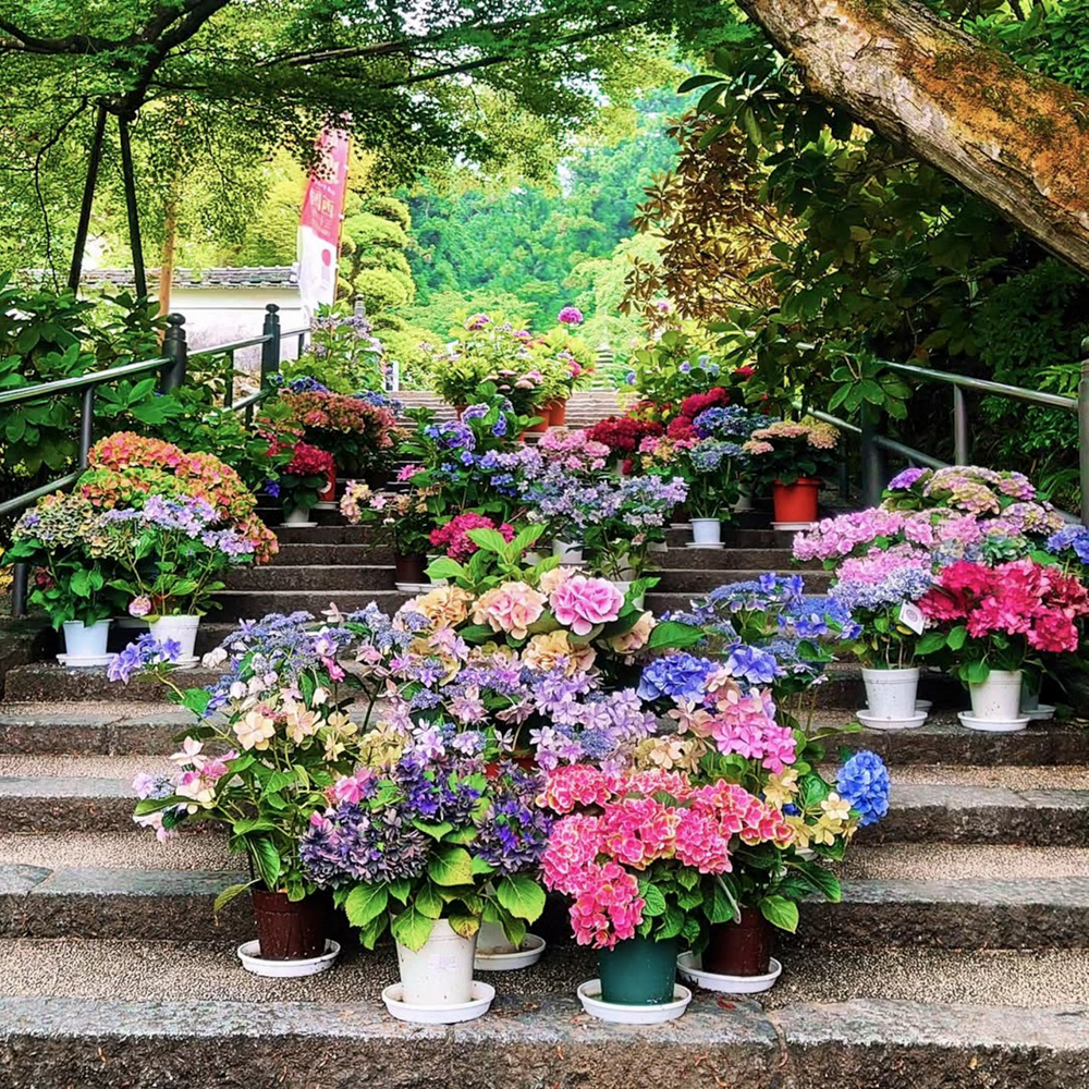 岡寺、あじさい、６月夏の花、奈良県高市郡の観光・撮影スポットの名所