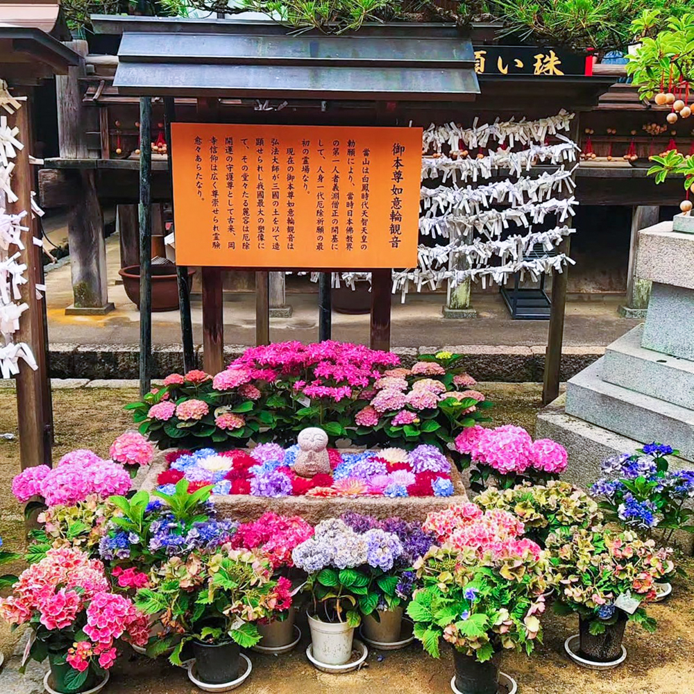 岡寺、あじさい、６月夏の花、奈良県高市郡の観光・撮影スポットの名所