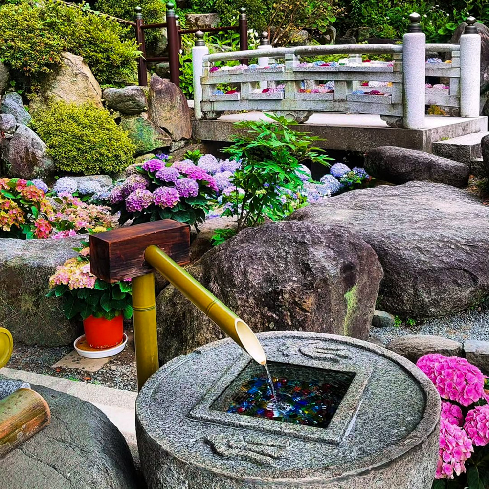 岡寺、あじさい、６月夏の花、奈良県高市郡の観光・撮影スポットの名所