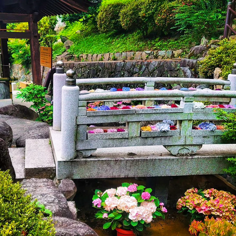 岡寺、あじさい、６月夏の花、奈良県高市郡の観光・撮影スポットの名所