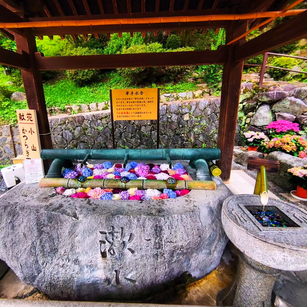 岡寺、花手水舎、あじさい、６月夏の花、奈良県高市郡の観光・撮影スポットの名所