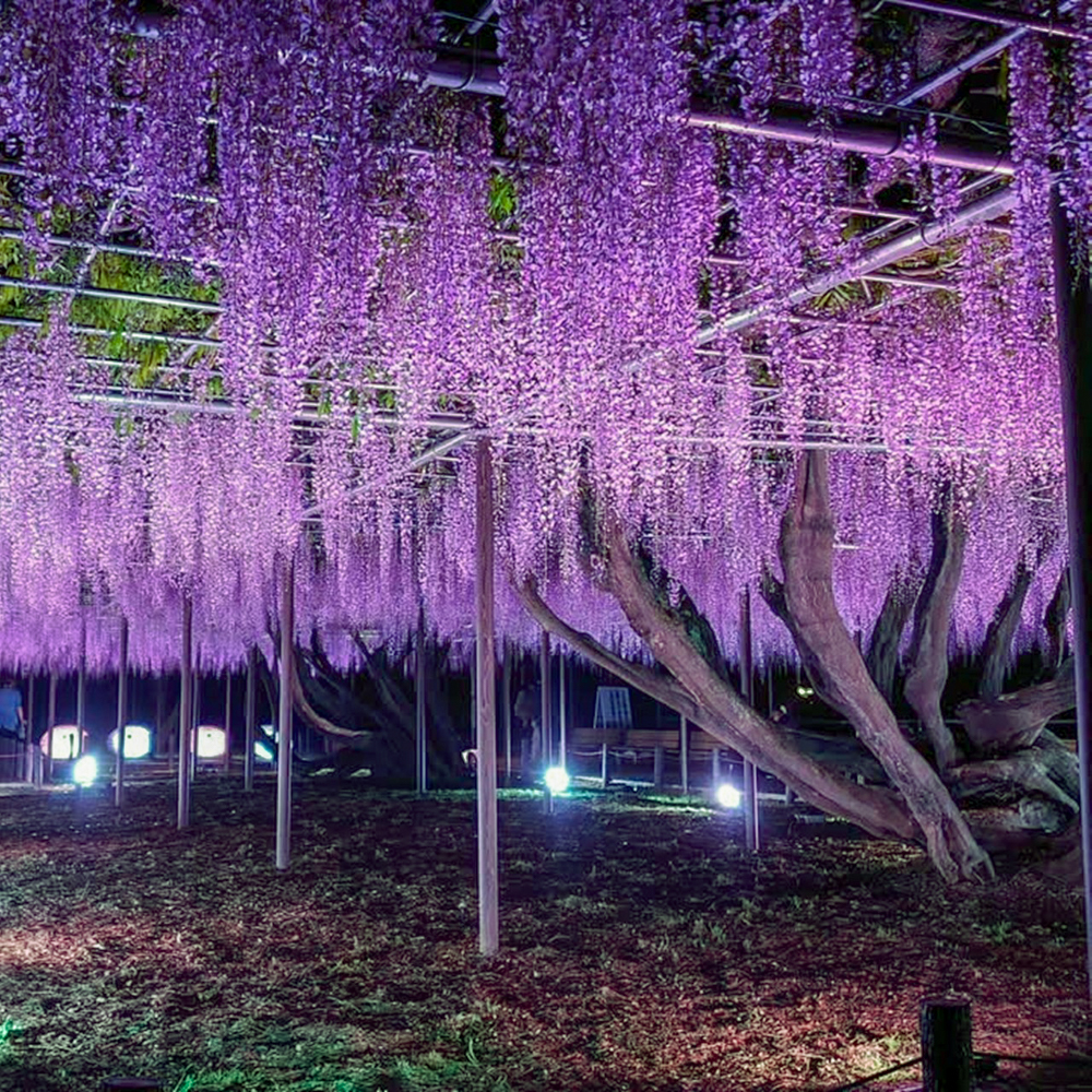 岡崎公園、五万石藤まつり 、ライトアップ、5月の夏の花、愛知県岡崎市の観光・撮影スポットの名所