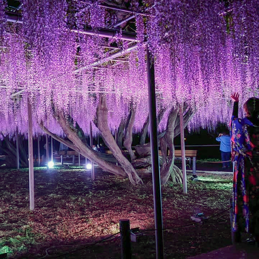 岡崎公園、五万石藤まつり 、ライトアップ、5月の夏の花、愛知県岡崎市の観光・撮影スポットの名所