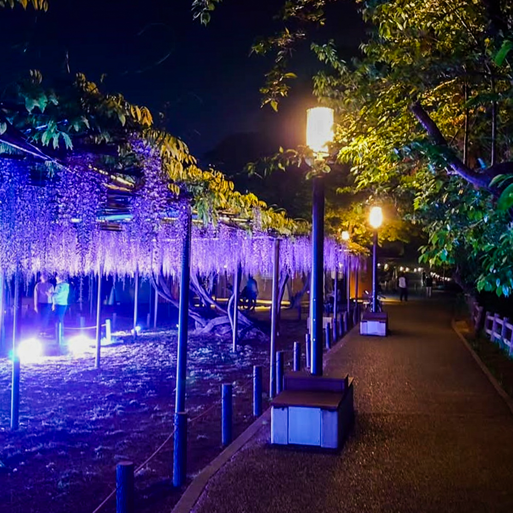 岡崎公園、五万石藤まつり 、ライトアップ、5月の夏の花、愛知県岡崎市の観光・撮影スポットの名所