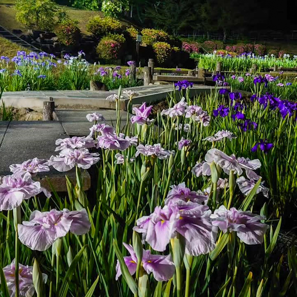 岡崎東公園、花しょうぶ、ライトアップ、6月の夏の花、愛知県岡崎市の観光・撮影スポットの画像と写真