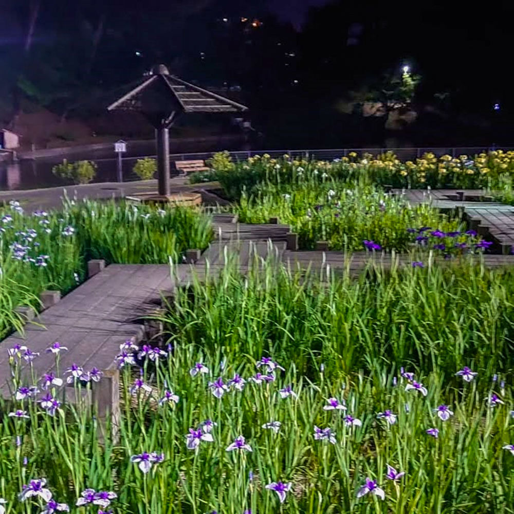 岡崎東公園、花しょうぶ、ライトアップ、6月の夏の花、愛知県岡崎市の観光・撮影スポットの画像と写真