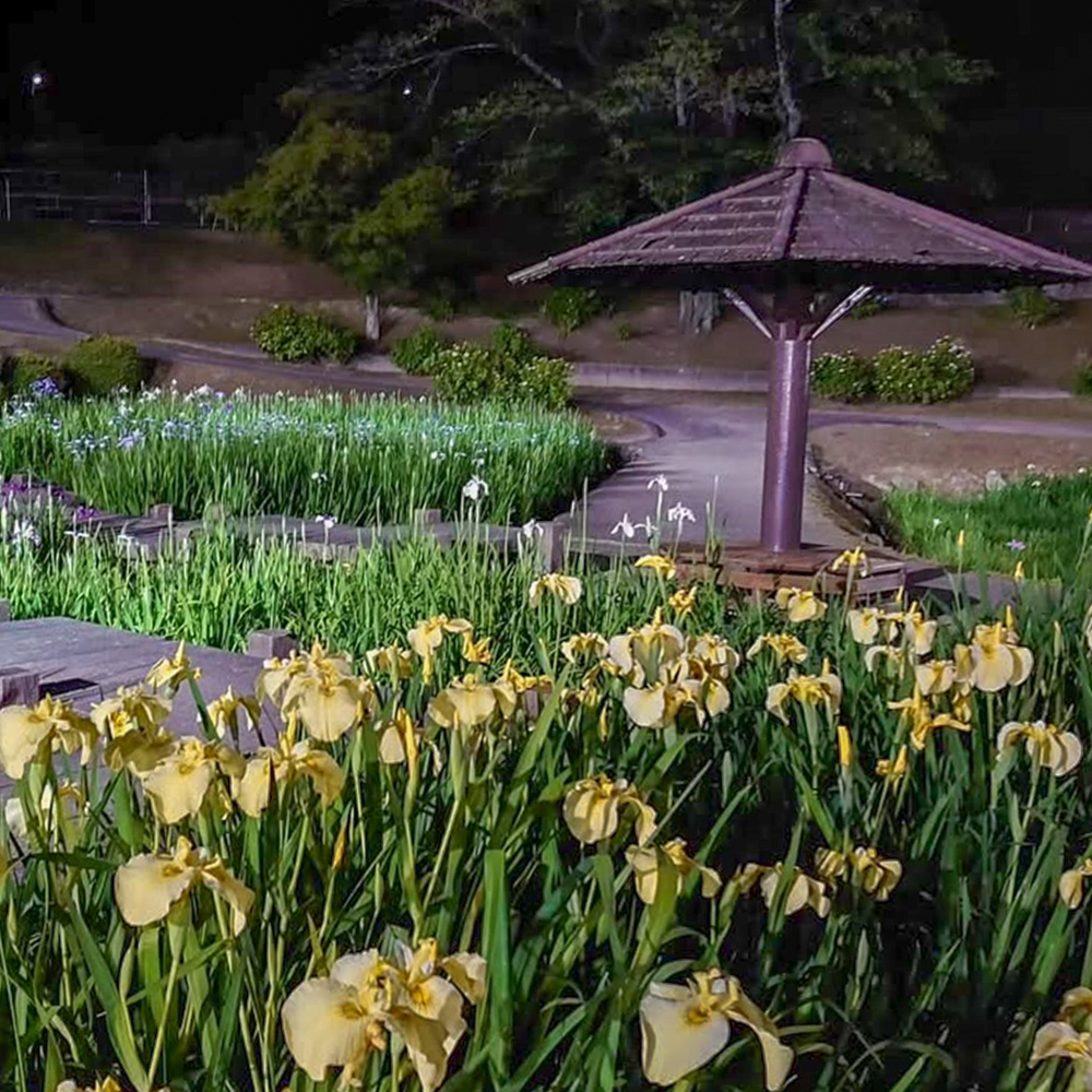 岡崎東公園、花しょうぶ、ライトアップ、6月の夏の花、愛知県岡崎市の観光・撮影スポットの画像と写真