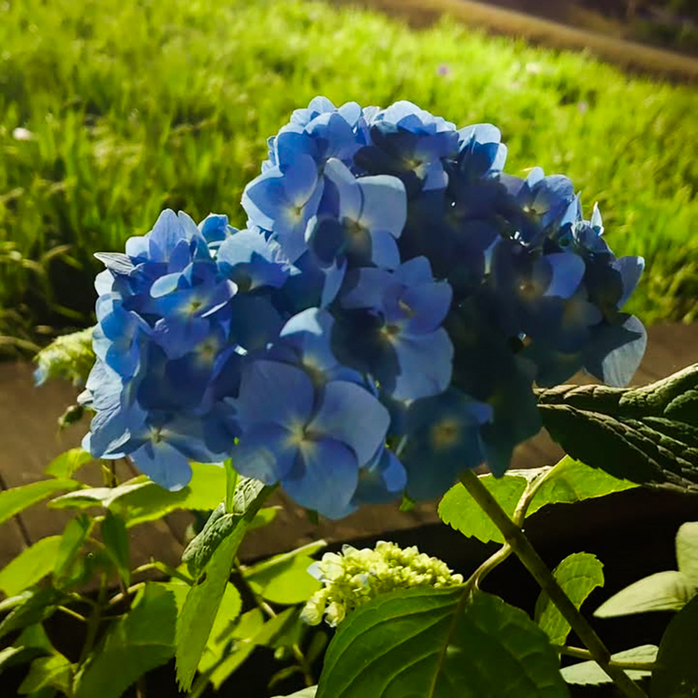 岡崎東公園、花しょうぶ、ライトアップ、6月の夏の花、愛知県岡崎市の観光・撮影スポットの画像と写真