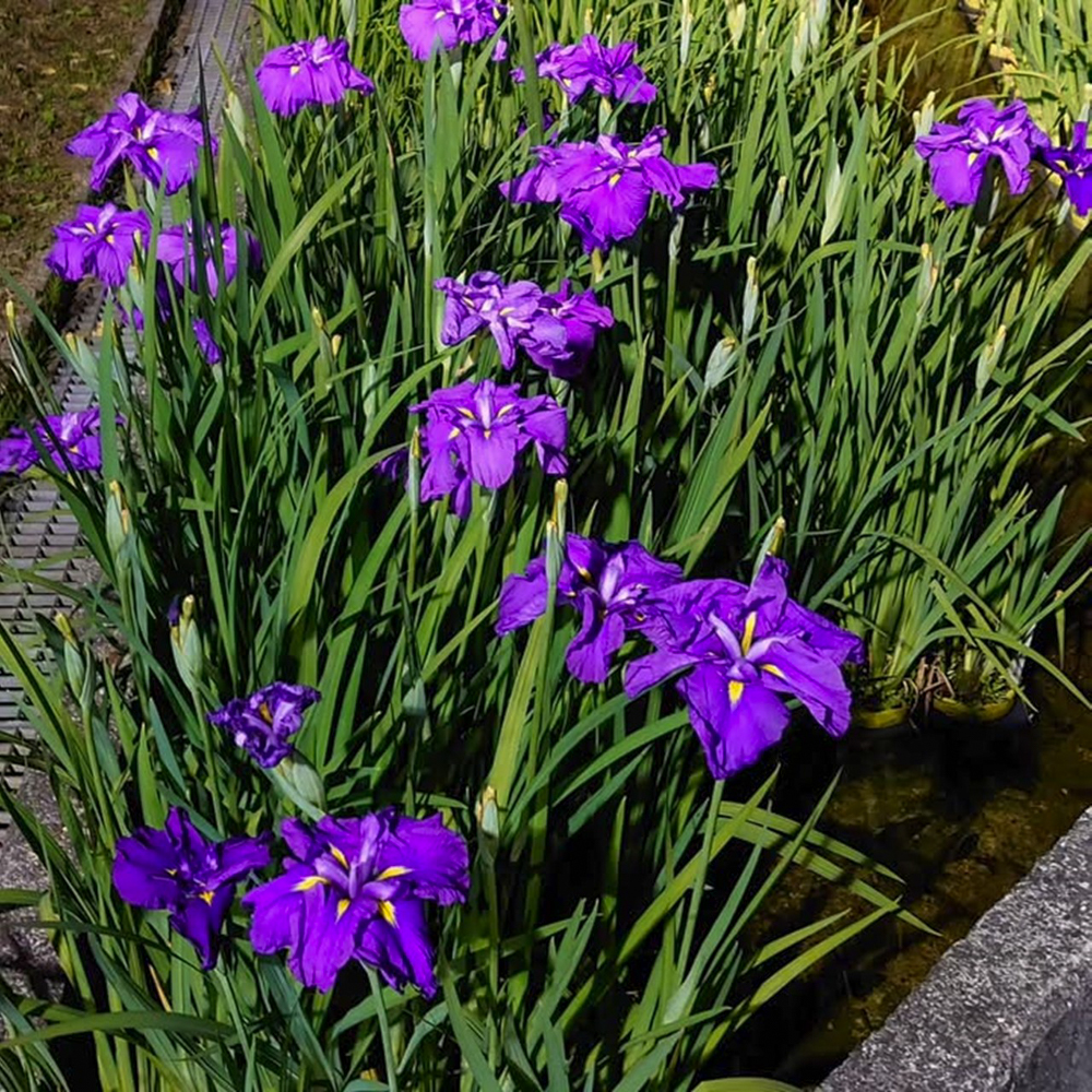 岡崎東公園、花しょうぶ、ライトアップ、6月の夏の花、愛知県岡崎市の観光・撮影スポットの画像と写真