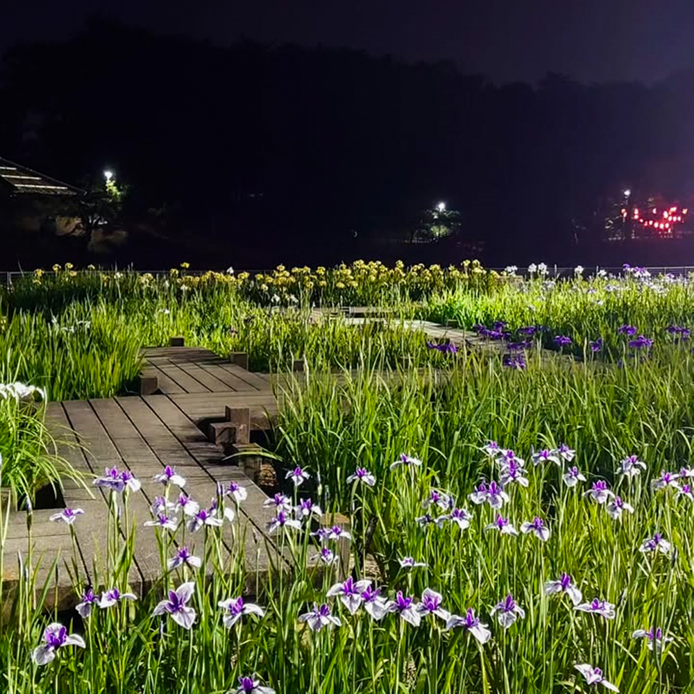 岡崎東公園、花しょうぶ、ライトアップ、6月の夏の花、愛知県岡崎市の観光・撮影スポットの画像と写真