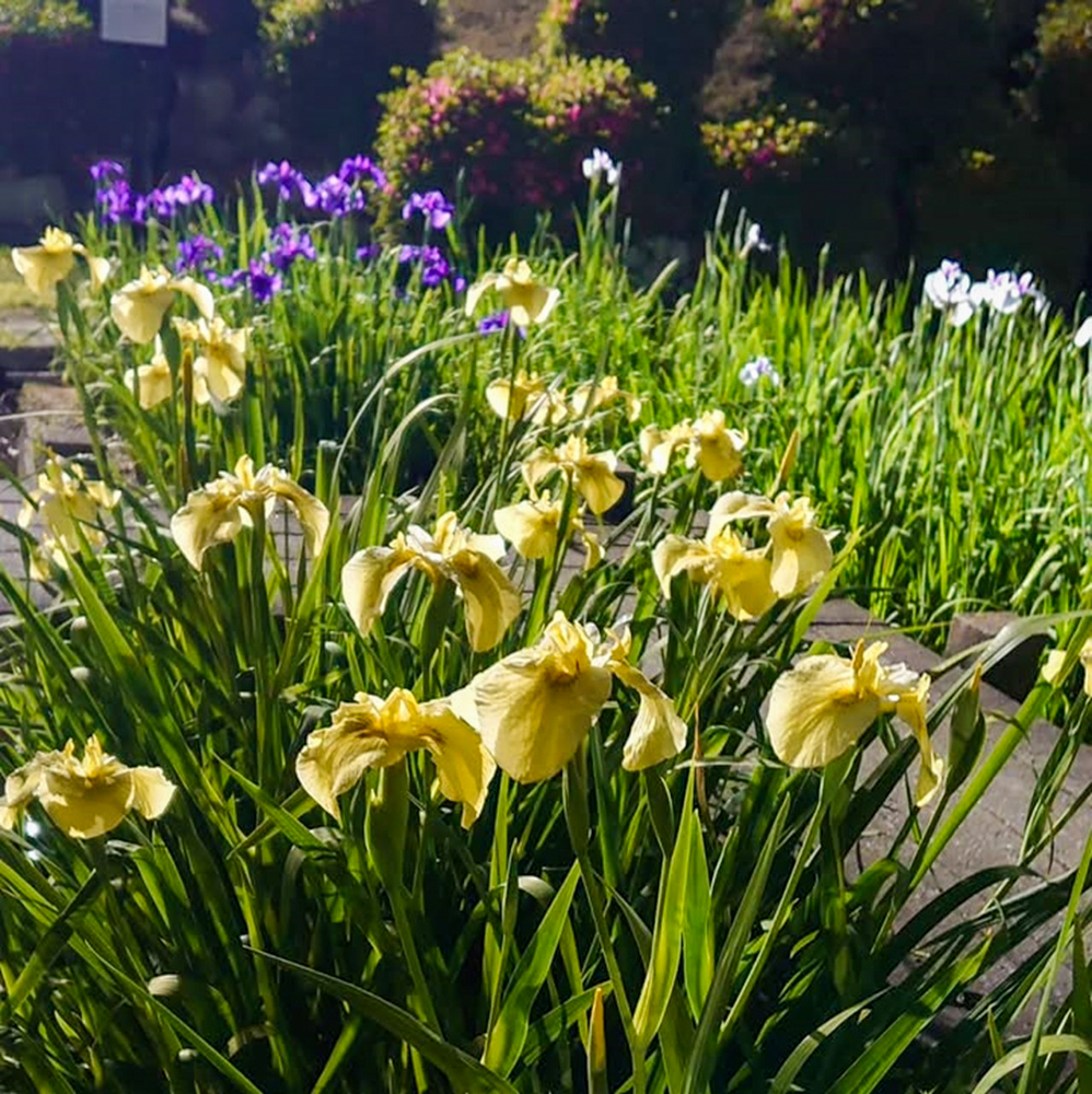 岡崎東公園、花しょうぶ、ライトアップ、6月の夏の花、愛知県岡崎市の観光・撮影スポットの画像と写真