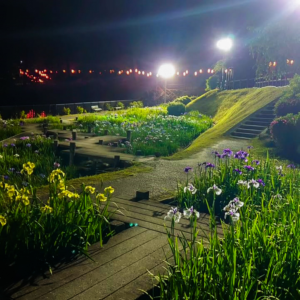 岡崎東公園、花しょうぶ、ライトアップ、6月の夏の花、愛知県岡崎市の観光・撮影スポットの画像と写真