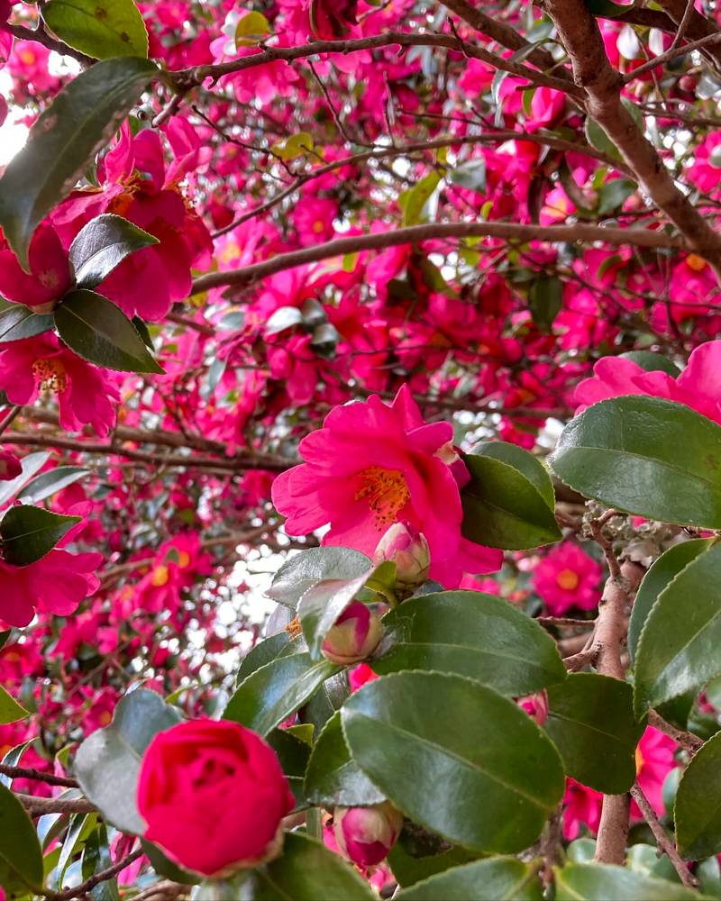 斎王の森、サザンカ、1月冬の花、三重県多気郡の観光・撮影スポットの名所