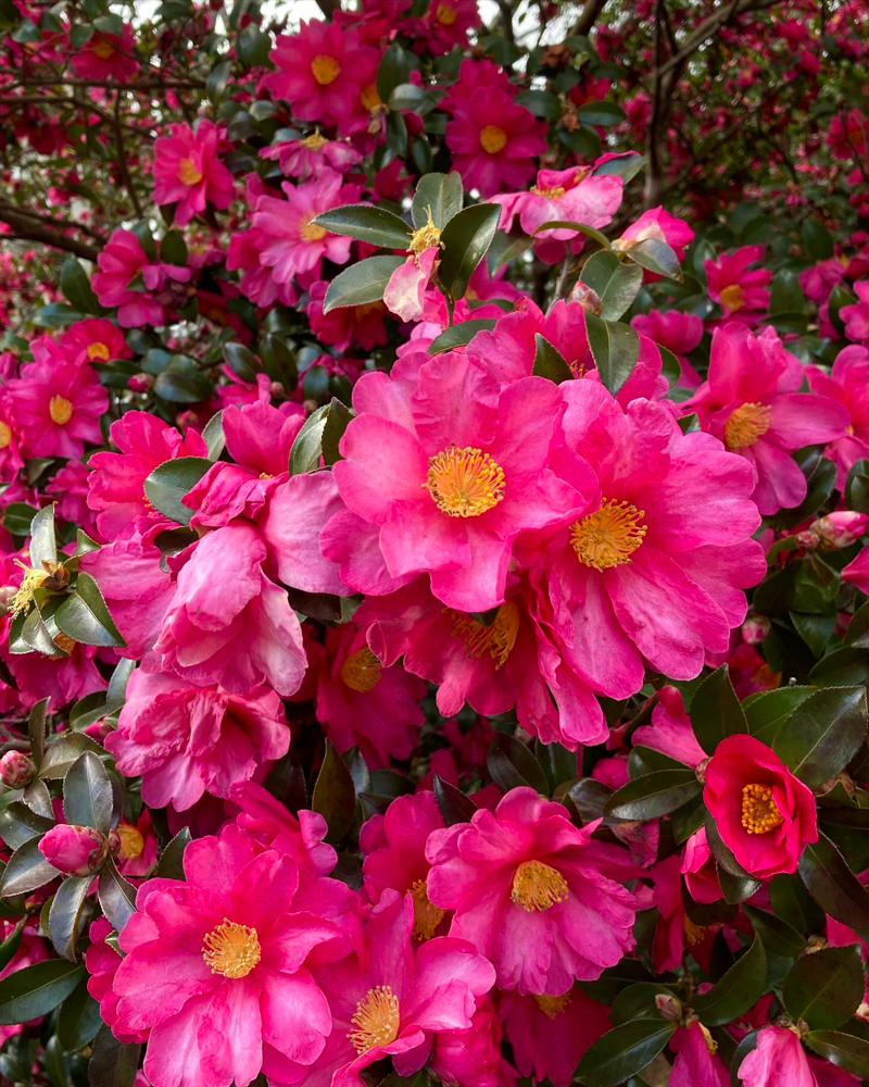 斎王の森、サザンカ、1月冬の花、三重県多気郡の観光・撮影スポットの名所