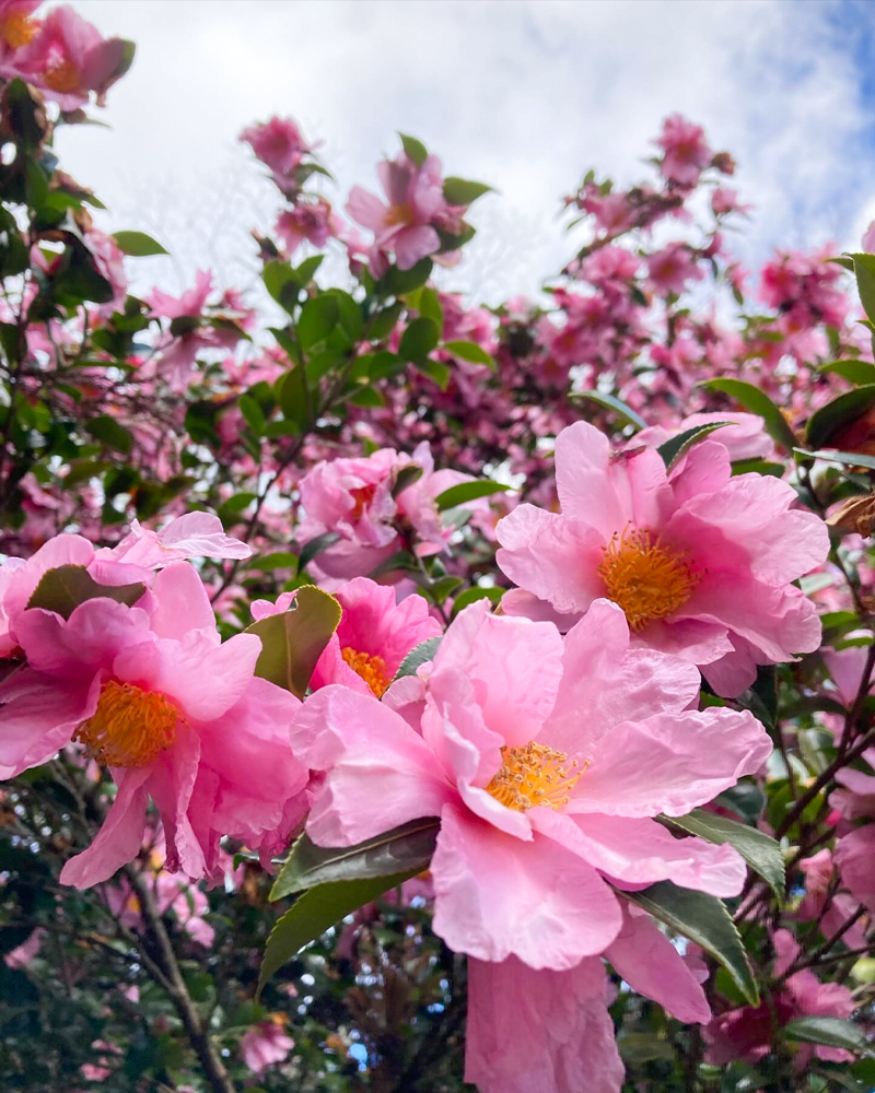 斎王の森、サザンカ、1月冬の花、三重県多気郡の観光・撮影スポットの名所