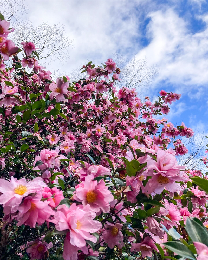 斎王の森、サザンカ、1月冬の花、三重県多気郡の観光・撮影スポットの名所