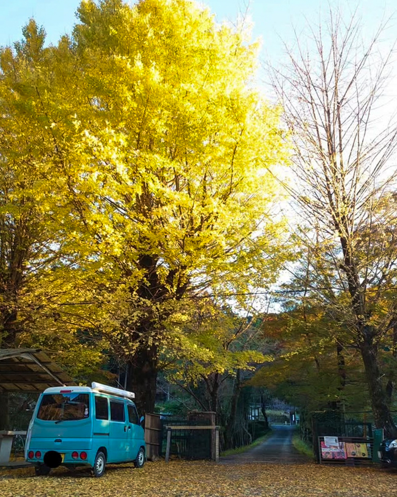 旧門谷小学校、紅葉、黄葉、11月秋、愛知県新城市の観光・撮影スポットの画像と写真