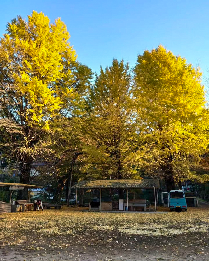 旧門谷小学校、紅葉、黄葉、11月秋、愛知県新城市の観光・撮影スポットの画像と写真