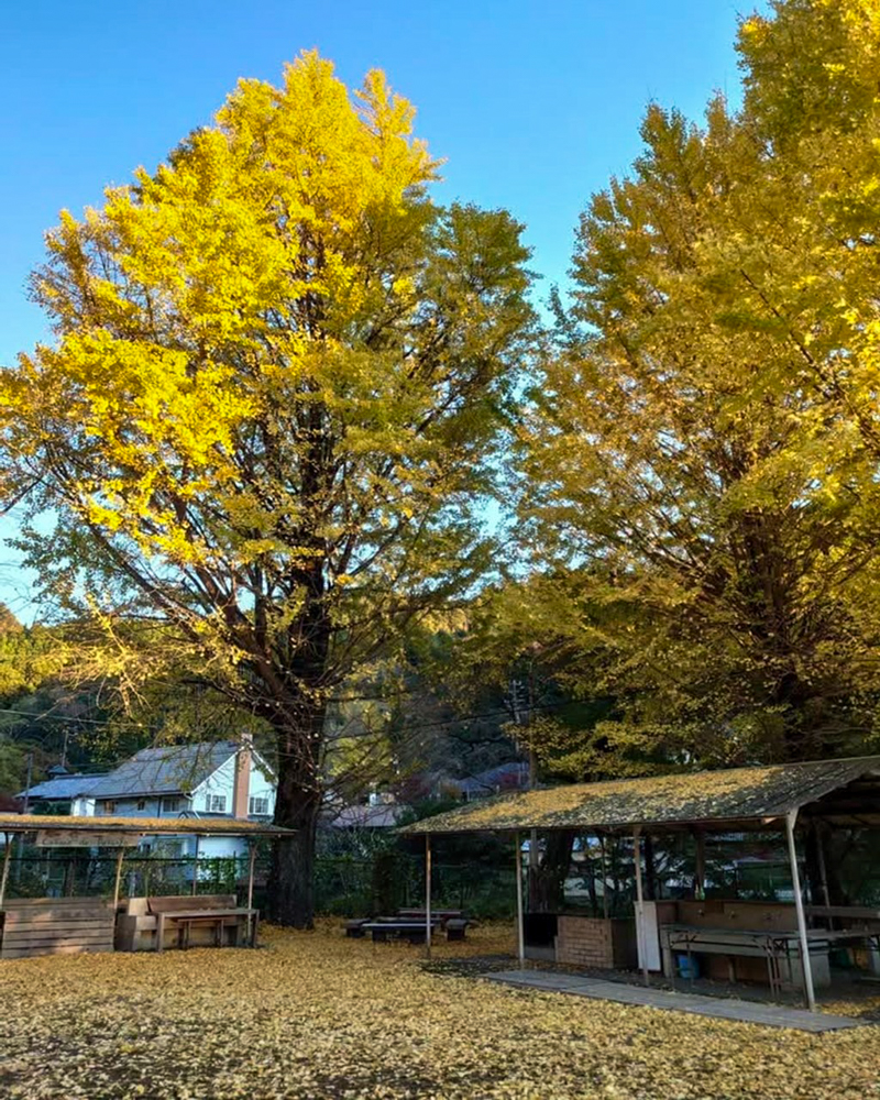 旧門谷小学校、紅葉、黄葉、11月秋、愛知県新城市の観光・撮影スポットの画像と写真