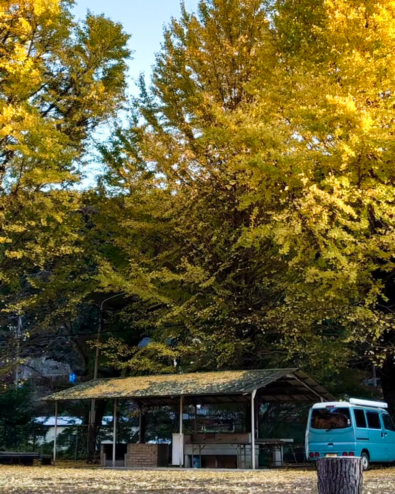 旧門谷小学校、紅葉、黄葉、11月秋、愛知県新城市の観光・撮影スポットの画像と写真