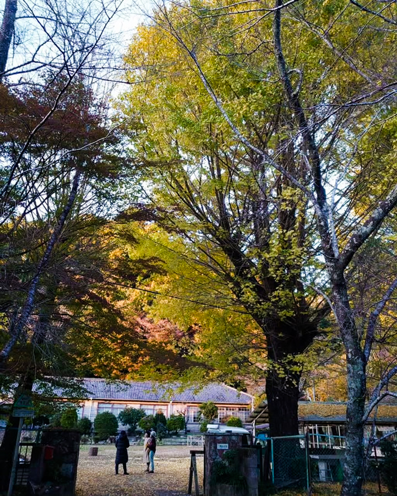 旧門谷小学校、紅葉、黄葉、11月秋、愛知県新城市の観光・撮影スポットの画像と写真