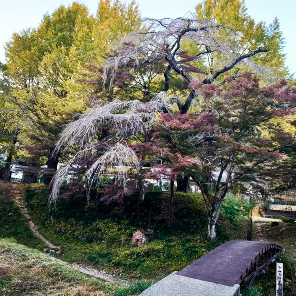 旧門谷小学校、紅葉、黄葉、11月秋、愛知県新城市の観光・撮影スポットの画像と写真