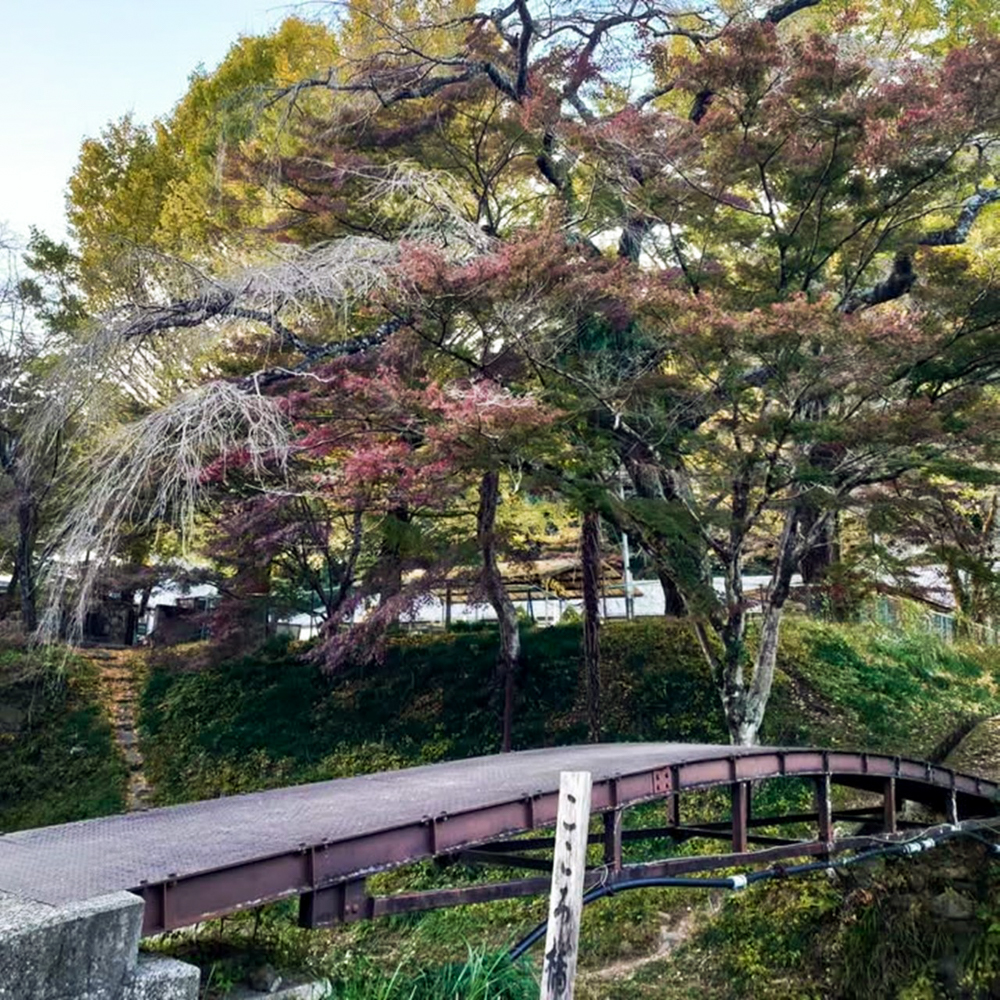 旧門谷小学校、紅葉、黄葉、11月秋、愛知県新城市の観光・撮影スポットの画像と写真