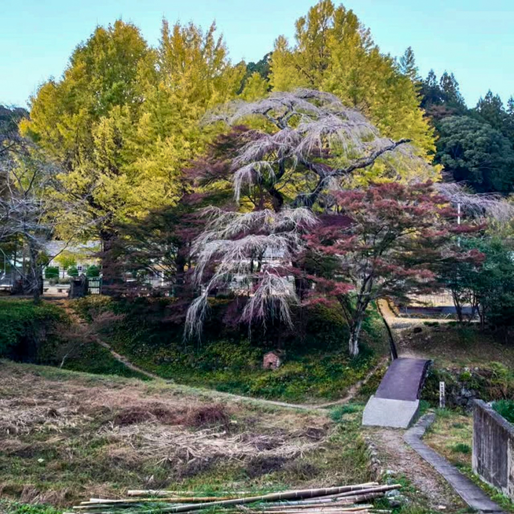 旧門谷小学校、紅葉、黄葉、11月秋、愛知県新城市の観光・撮影スポットの画像と写真