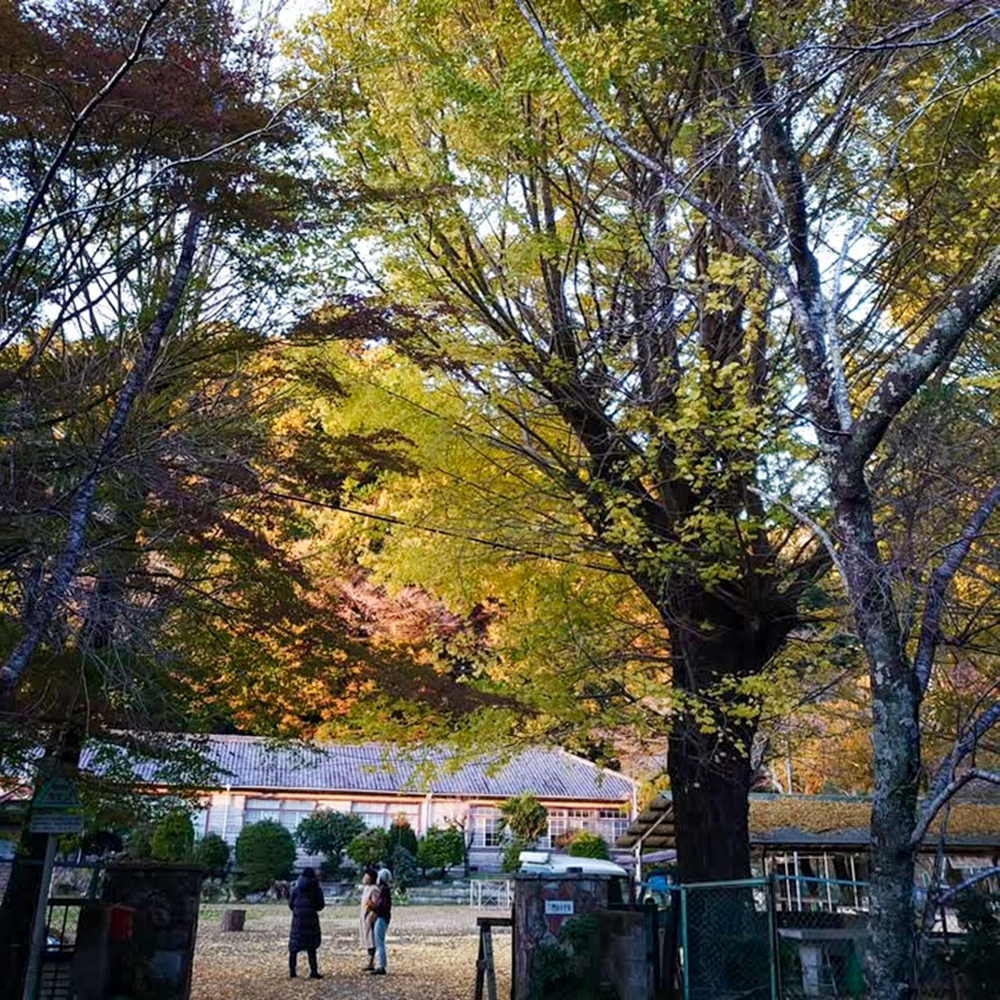 旧門谷小学校、紅葉、黄葉、11月秋、愛知県新城市の観光・撮影スポットの画像と写真