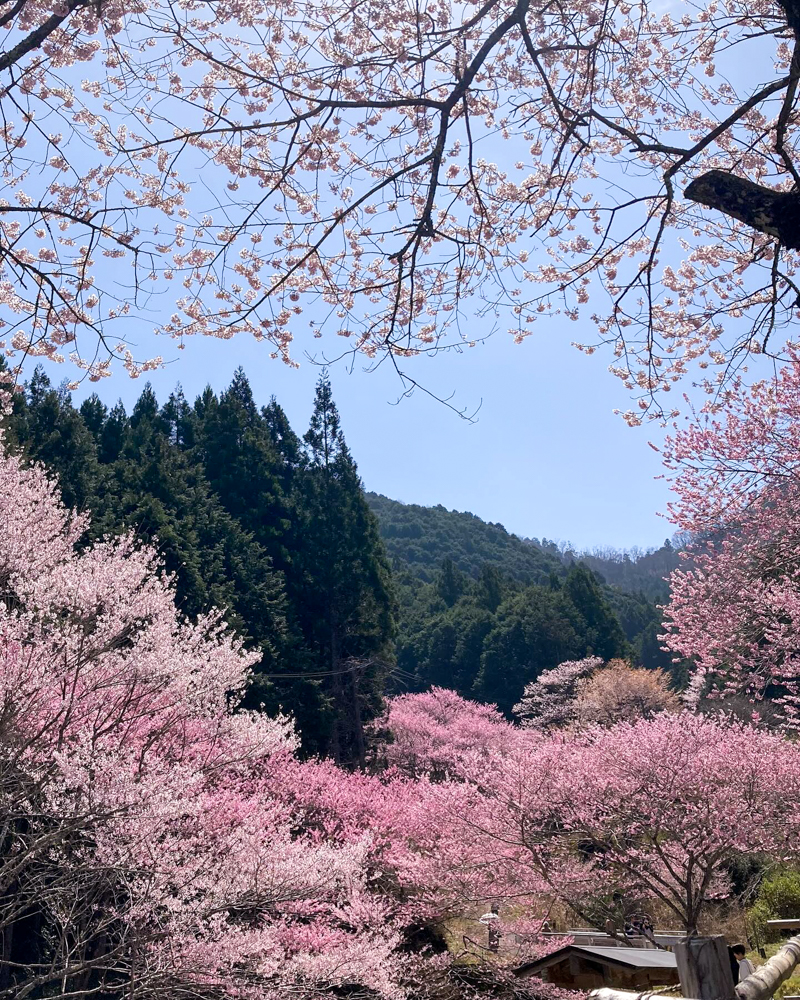 春国寺の桜、3月春の花、三重県松阪市の観光・撮影スポットの画像と写真