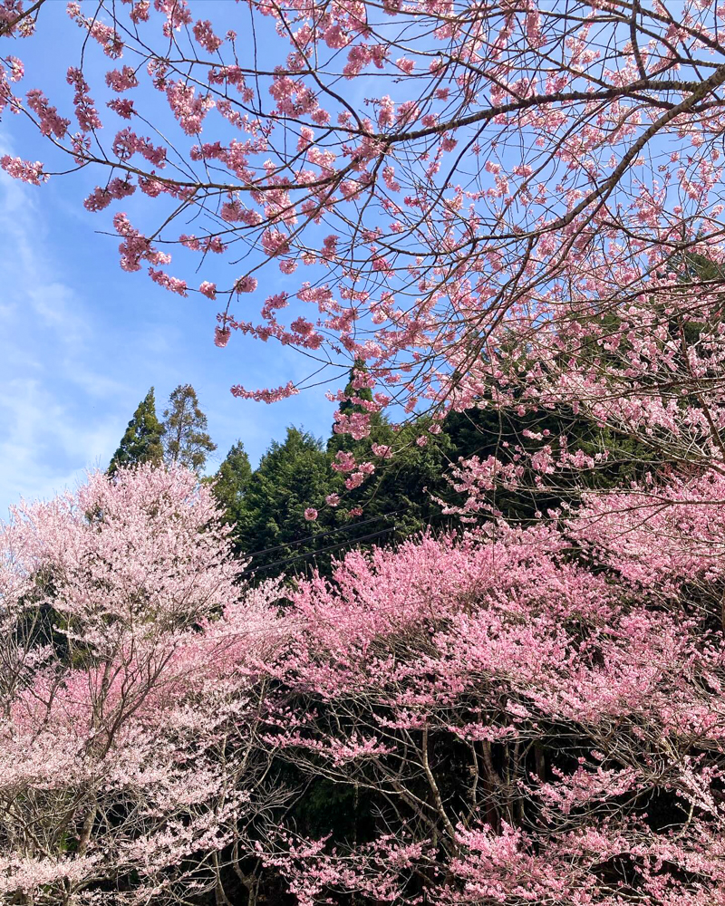 春国寺の桜、3月春の花、三重県松阪市の観光・撮影スポットの画像と写真