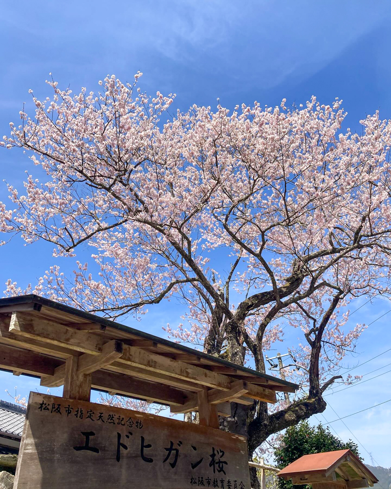 春国寺のエドヒガン桜、3月春の花、三重県松阪市の観光・撮影スポットの画像と写真