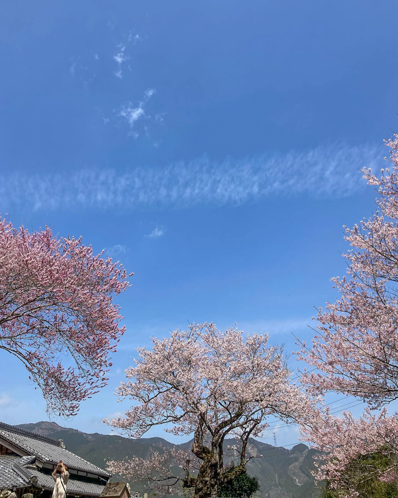 春国寺のエドヒガン桜、3月春の花、三重県松阪市の観光・撮影スポットの画像と写真