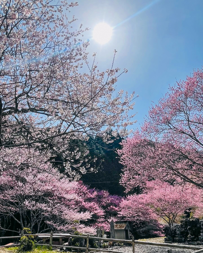 春国寺の桜、3月春の花、三重県松阪市の観光・撮影スポットの画像と写真