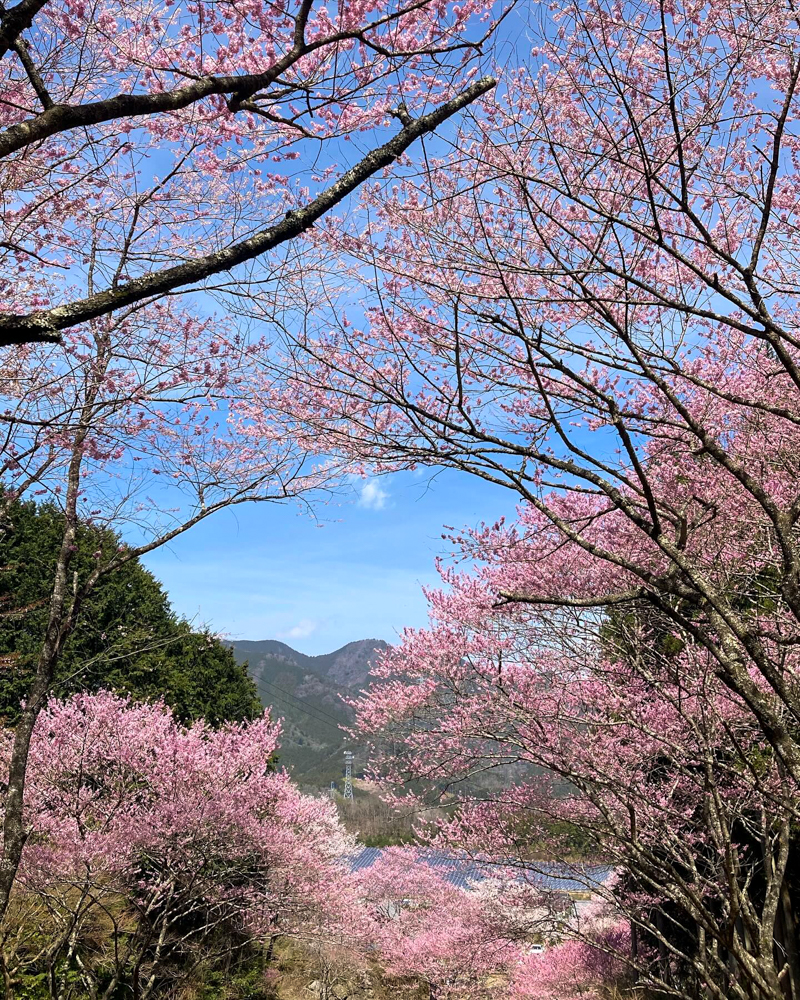 春国寺の桜、3月春の花、三重県松阪市の観光・撮影スポットの画像と写真