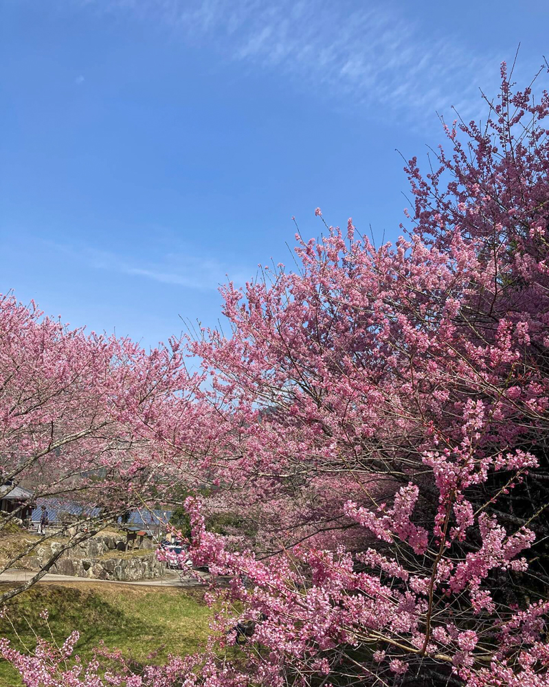 春国寺の桜、3月春の花、三重県松阪市の観光・撮影スポットの画像と写真