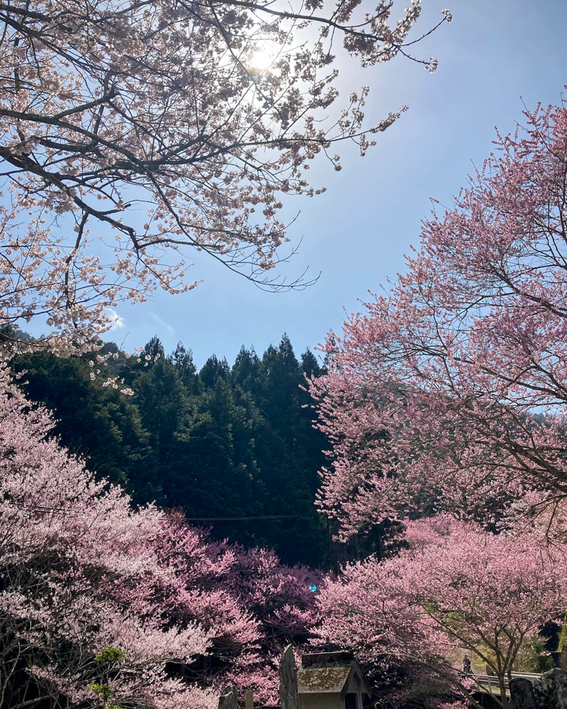 春国寺の桜、3月春の花、三重県松阪市の観光・撮影スポットの画像と写真