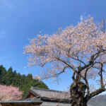 春国寺のエドヒガン桜、3月春の花、三重県松阪市の観光・撮影スポットの画像と写真