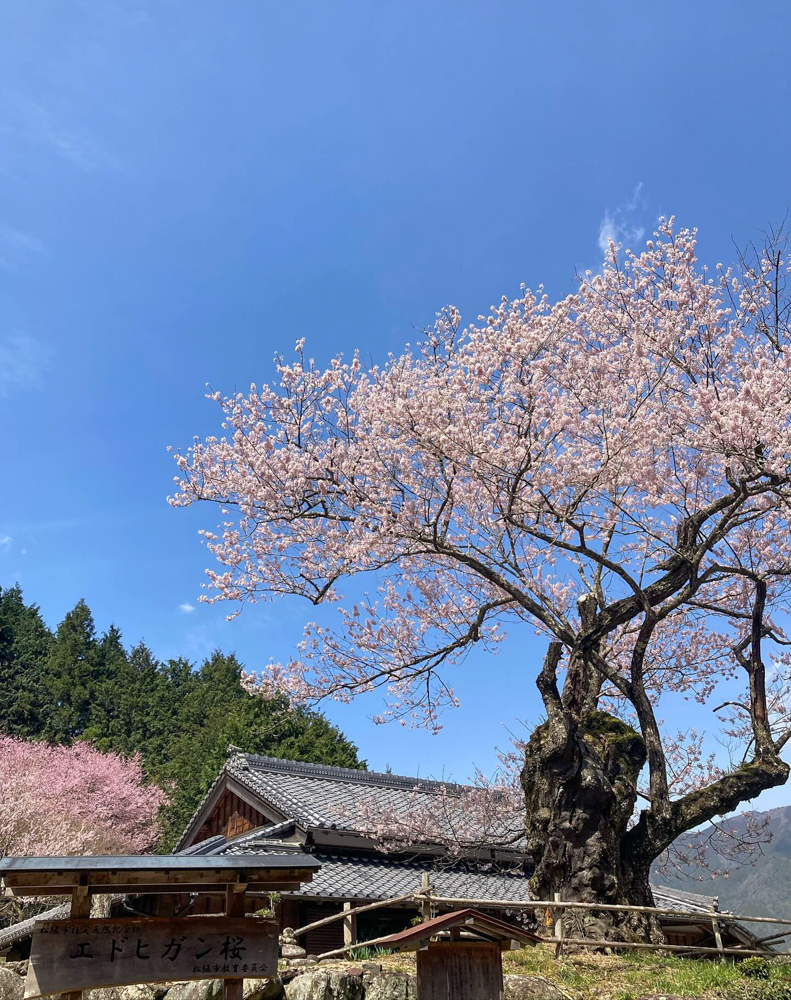 春国寺のエドヒガン桜、3月春の花、三重県松阪市の観光・撮影スポットの画像と写真