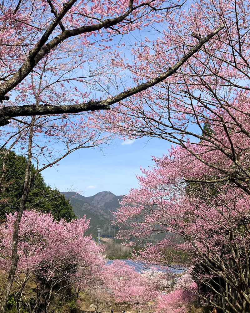 春国寺の桜、3月春の花、三重県松阪市の観光・撮影スポットの画像と写真