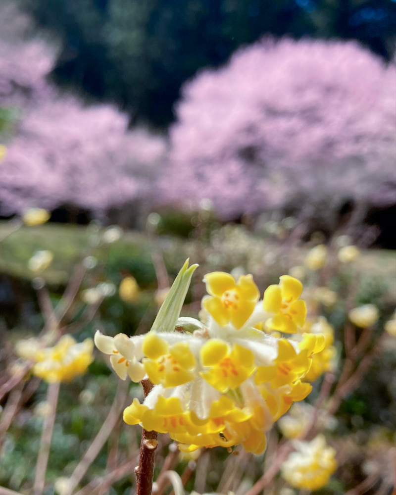 春国寺、3月春の花、三重県松阪市の観光・撮影スポットの画像と写真