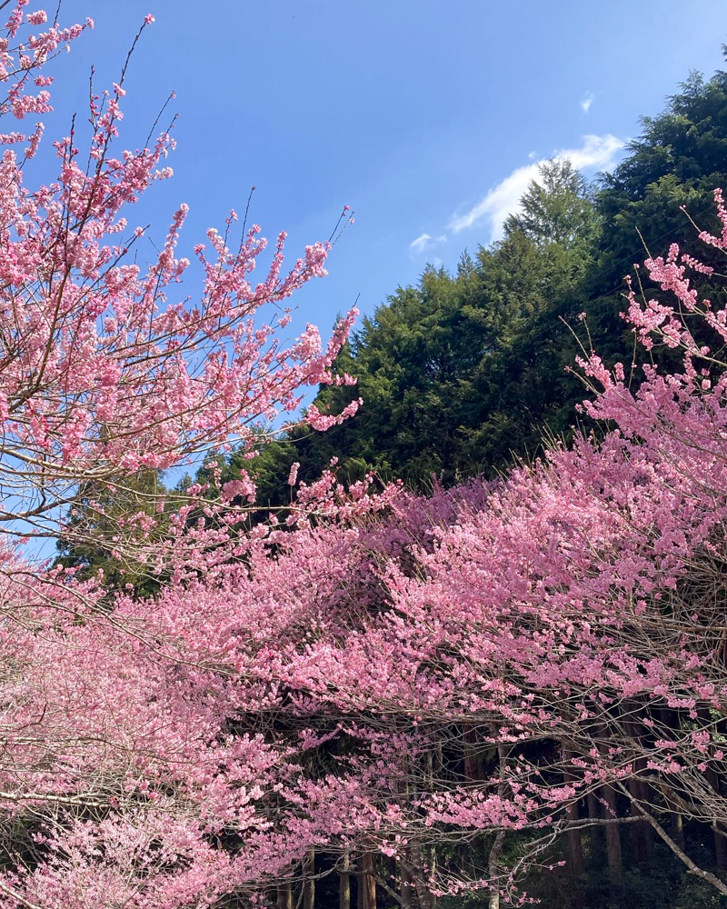 春国寺の桜、3月春の花、三重県松阪市の観光・撮影スポットの画像と写真