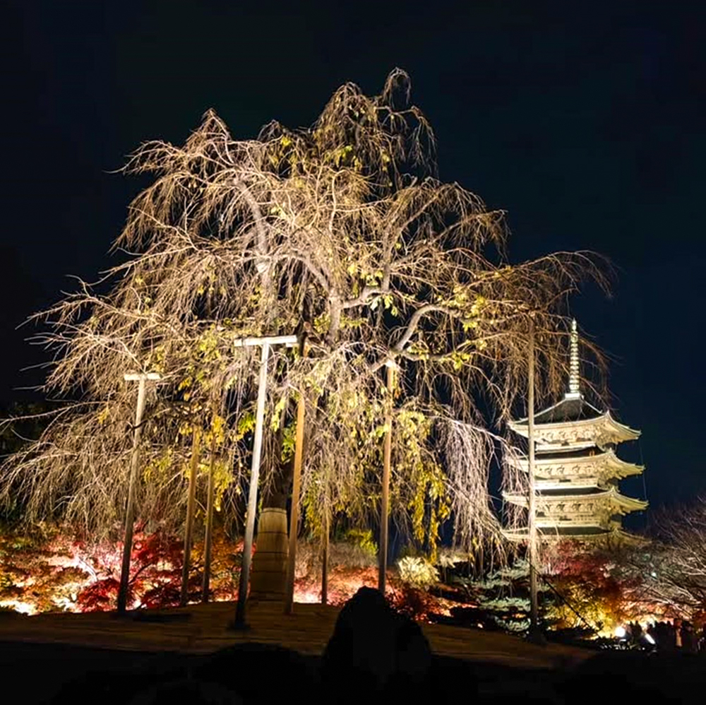 東寺、五重塔・紅葉ライトアップ、日本庭園、11月秋、京都府京都市の観光・撮影スポットの名所