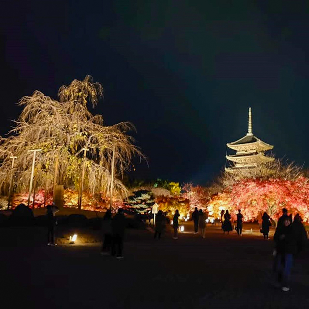 東寺、五重塔・紅葉ライトアップ、日本庭園、11月秋、京都府京都市の観光・撮影スポットの名所