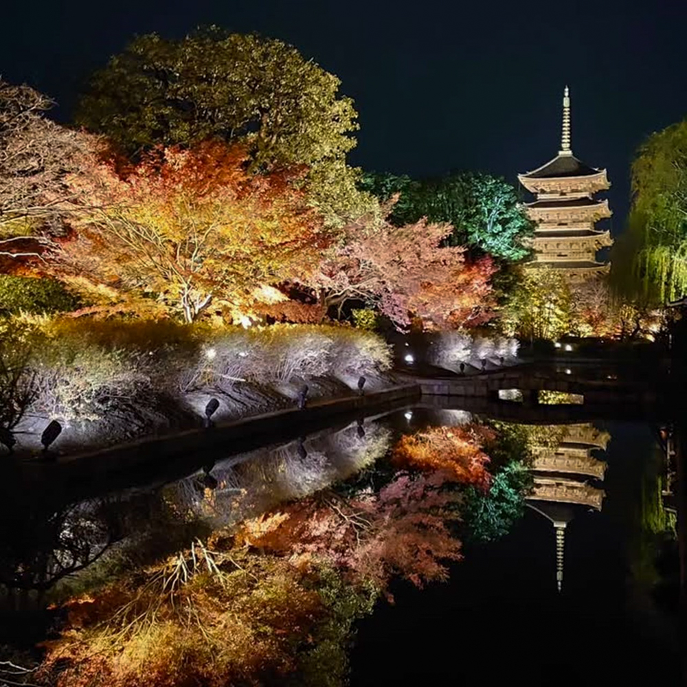 東寺、五重塔・紅葉ライトアップ、日本庭園、11月秋、京都府京都市の観光・撮影スポットの名所