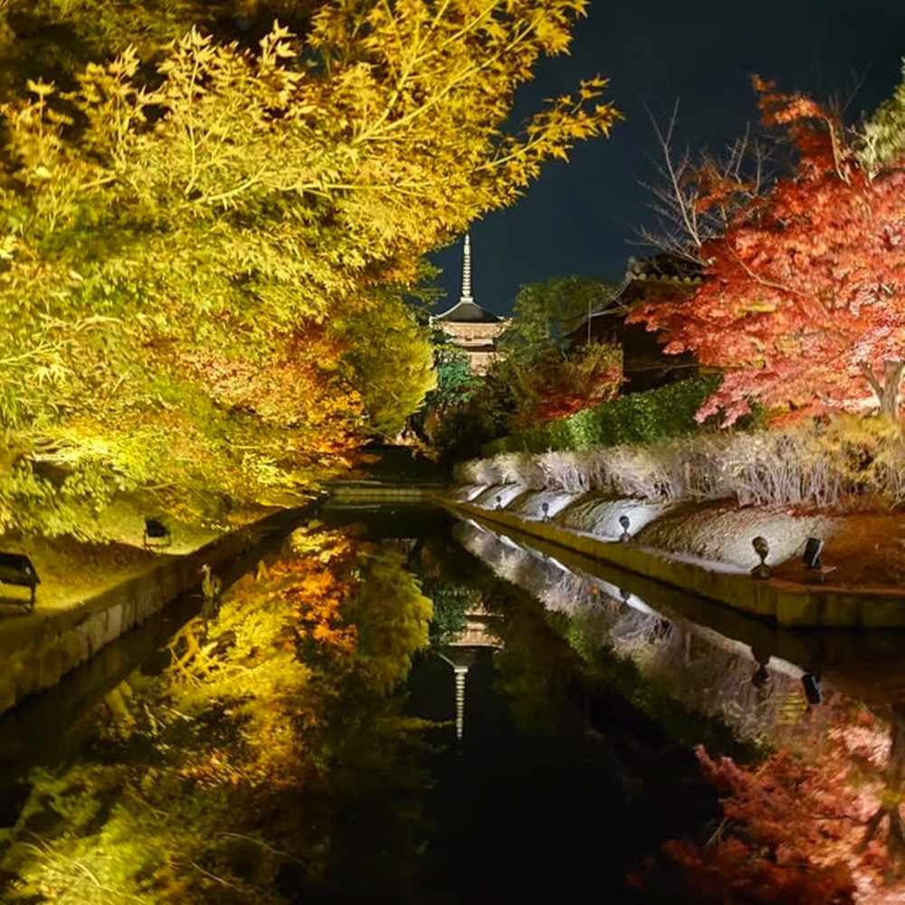 東寺、五重塔・紅葉ライトアップ、日本庭園、11月秋、京都府京都市の観光・撮影スポットの名所