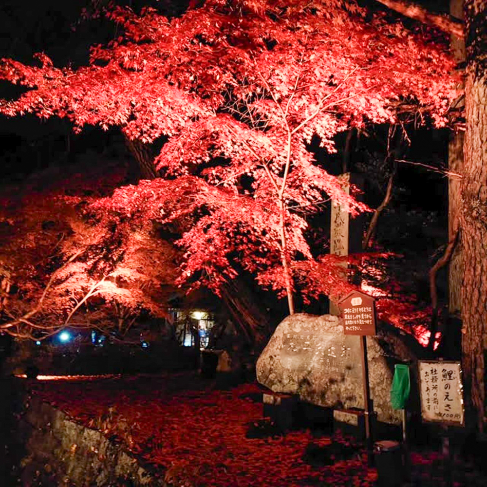 松平郷天下泰平の竹あかり、紅葉、11月秋、愛知県豊田市の観光・撮影スポットの名所