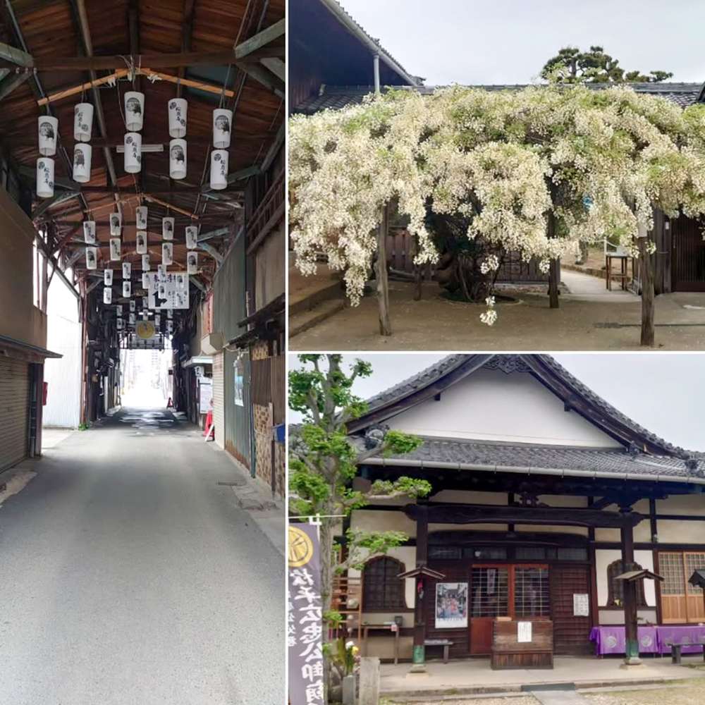 松應寺、白藤、4月春の花、愛知県岡崎市の観光・撮影スポットの名所