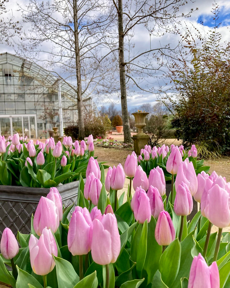 松阪農業公園ベルファーム、アイスチューリップ、1月冬の花、三重県松阪市の観光・撮影スポットの画像と写真